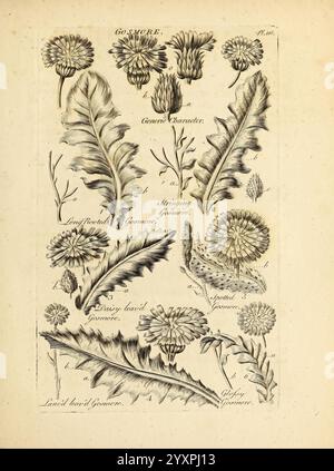 The Vegetable System, London, 1759-1763, Botanik, Pictorial Works. die Illustration zeigt eine Vielzahl von botanischen Exemplaren, die eine Vielzahl von blühenden Pflanzen und deren Blätter zeigen. Jede Pflanze ist sorgfältig detailliert und mit gekennzeichneten Teilen versehen, die verschiedene Arten und ihre Merkmale angeben. Die Zusammensetzung umfasst zarte Blütenblätter, komplizierte Blattstrukturen und ausgeprägte Wachstumsmuster, die die Vielfalt der Flora hervorheben. Die Anordnung der Pflanzen unterstreicht ihre natürliche Schönheit und die Komplexität ihrer Formen und bietet einen pädagogischen Einblick in die Welt des Gartenbaus. Das c Stockfoto