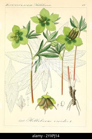 Icones florae Germanicae et Helveticae, Simul Pedemontanae, Tirolensis, Istriacae, Dalmaticae, Austriacae, Hungaricae, Transylvanicae, Moravicae, Borussicae, Holsaticae, Belgicae, Hollandicae, ergo Mediae Europae. Lipsiae, F. Hofmeister 1834-1912. [v. 1, 1850], Europa, Bildwerke, Pflanzen, eine Illustration des Helleborus viridis, allgemein bekannt als grüner Helleborus. Das Kunstwerk zeigt die zarten, grünen Blüten der Pflanze, jedes mit fünf verschiedenen Blütenblättern, die über einer Reihe von Palmatblättern angeordnet sind, die tief gelappte Kanten haben. Der Stiel trägt zusätzliche Details, einschließlich Wurzeln und A Stockfoto