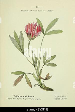 Alpen-Flora, Heidelberg, C. Winter, 1906. Alpen, Bergpflanzen, Bildwerke., eine Illustration des Alpenklees, wissenschaftlich Trifolium alpinum genannt. Die Pflanze zeigt zarte rosa Blüten auf schmalen grünen Stielen, umgeben von dreiblättrigen Blättern. Die Komposition hebt die komplizierten Details der Blüten und des Laubs hervor und unterstreicht die natürliche Schönheit dieser alpinen Art. Der Text unter der Abbildung enthält die wissenschaftlichen und gebräuchlichen Namen der Pflanze sowie den typischen Höhenbereich des Lebensraums, was auf ihre Vorliebe für Bergwelten hinweist. Stockfoto