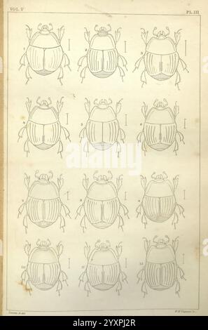 Boston Journal of Natural History. Boston, Boston Society of Natural History., diese Seite zeigt eine Reihe von zwölf detaillierten Illustrationen verschiedener Käferarten, die in einem Gitterformat angeordnet sind. Jedes Exemplar wird aus einer Top-down-Perspektive dargestellt und zeigt verschiedene anatomische Merkmale wie Körperform, Beinstruktur und Antennen. Die Abbildungen sind sorgfältig mit Buchstaben oder Zahlen versehen, die die jeweilige Art oder Variation angeben. Das Gesamtlayout betont die Vielfalt der Käfer, die wahrscheinlich für pädagogische oder wissenschaftliche Zwecke bestimmt sind, und unterstreicht so die Vielfalt Stockfoto