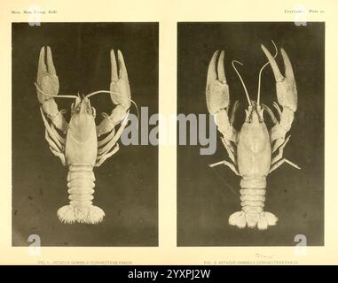 Notes on the Crayfish in the United States National Museum and the Museum of Comparative Zoology Cambridge, USA, 1914, Crayfish, Crustaceans, Taxonomie: trinomial= astacus gambelii connectens, astacus gambelii, das Bild zeigt zwei Exemplare von Hummer, die nebeneinander zum Vergleich präsentiert werden. Das oberste Exemplar zeigt einen glatten, langgestreckten Körper mit markanten Krallen und zeigt sein kompliziertes Exoskelett. Die Antennen sind lang und fein segmentiert, was die sensorischen Fähigkeiten der Kreatur unterstreicht. Der untere Hummer zeigt ein robusteres Aussehen, mit größeren Krallen und einem getufteten Teil am Stockfoto