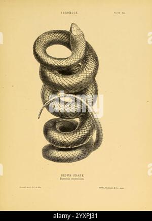 The Snakes of Australia Sydney, T. Richards, Government Printer, 1869, Australien, Identifizierung, Schlangen, Australien, Diemenia superciliosa, Diemenia superciliosa, Harriet Scott, Brown Snake, Harriet Scott, Taxonomie: suborde r= Serpentes, Women in Science, World Snake Day, Pseudonaja textilis, Pseudonaja textilis, Harriet Morgan, Harriet Scott Morgan, 9, Eine detaillierte Abbildung einer braunen Schlange, wissenschaftlich Dendroaspis Superbus genannt. Die Schlange ist anmutig gewickelt dargestellt, mit ihrem langen Körper und ihren markanten Schuppen. Der Fokus auf die Textur der Schlangenhaut hebt ihr Inneres hervor Stockfoto