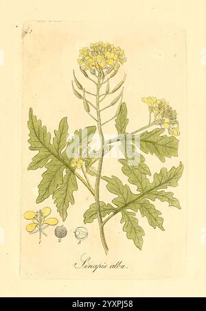 Flora medica, oder, Abbildung der wichtigsten officinellen Pflanzen Jena, August Schmid, 1831, Medicinal Plants, The New York Botanical Garden, Pictorial Works., Eine botanische Illustration mit der Pflanze Sinapis alba, allgemein bekannt als Weißsenf. Die Zeichnung zeigt eine detaillierte Darstellung des Laubs der Pflanze, gekennzeichnet durch breite, leicht gelappte Blätter. Die Pflanze begleitet von leuchtend gelben Blüten oben, die ihre zarten Blütenblätter zeigen. Unten zeigen kleinere Abbildungen die Samen und Samenkapseln und bieten einen umfassenden Überblick über das Reprodu der Pflanze Stockfoto