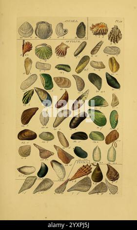 Index testaceologicus London Willis and Sotheran 1856 Mollusks Shells, Eine detaillierte Illustration mit einer Vielzahl von Muschelproben, die verschiedene Formen, Größen und Farben zeigen. Die Sammlung umfasst verschiedene Arten von Zweiventilen und Einheitsventilen, die jeweils mit einer eindeutigen Nummer zur Identifizierung gekennzeichnet sind. Die Muscheln weisen komplizierte Muster und Texturen auf, die die natürliche Schönheit und Vielfalt der Muscheln in Meeresumwelt widerspiegeln. Die Zusammensetzung ist systematisch organisiert, wobei die einzigartigen Merkmale der einzelnen Hüllen hervorgehoben werden, was sie zu einer pädagogischen Ressource für Studium und Ausbildung macht Stockfoto