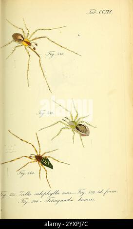 Die Arachniden, Nürnberg, in der C. H. Zeh'schen Buchhandlung, 1831-1848, Arachnida, zeigt die Abbildung drei unterschiedliche Spinnenarten, die jeweils mit komplizierten Details dargestellt sind. Stockfoto