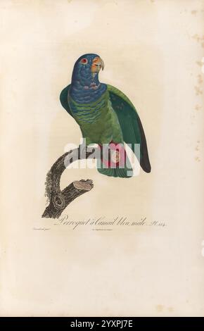 Histoire naturelle des perroquets, A Paris, chez Levrault, an IX (1801)-an XIII (1805), Pionus Menstruus, Ein lebendiger grüner Papagei, der auf einem natürlichen Zweig sitzt und sein markantes Gefieder mit Blautönen und roten Anklängen auf seinen Flügeln zeigt. Die ausdrucksstarken Augen des Vogels und der leicht geöffnete Schnabel deuten auf einen Moment der Wachheit und Neugier hin. Unterhalb des Papageiens klammert sich eine kleine, neugierige Kreatur an den Zweig und verleiht der Szene eine interessante Dynamik. Die komplizierten Details unterstreichen die Schönheit der Federn des Papageiens und die strukturierte Rinde des Zweiges, wodurch eine lebendige Darstellung der Tierwelt entsteht Stockfoto