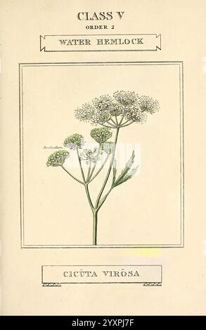 Elemente, von, die, Wissenschaft, von, Botanik, London, gedruckt, von T. Bensley, für J. Murray, 1812, Pflanzen, Klassifizierung, Bild, die Illustration zeigt eine empfindliche botanische Darstellung des Wasserschierlings, wissenschaftlich bekannt als Cicuta virosa. Sie zeigt den schlanken Stamm der Pflanze, der mit kleinen, weißen Blüten geschmückt ist, die oben blühen. Die Blätter sind fein geteilt, haben ein gefiedertes Aussehen und sind entlang des Stiels angeordnet. Unter der botanischen Abbildung ist der Name „CICÚTA VIROSA“ eingetragen, der die wissenschaftliche Klassifizierung angibt, während der Titel oben steht Stockfoto