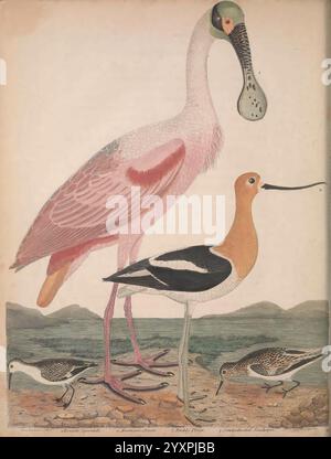 Amerikanische Ornithologie oder die Naturgeschichte der Vögel der Vereinigten Staaten, Philadelphia, herausgegeben von Bradford und Inskeep, gedruckt von Robert Carr, 1808-1814, Birds, Pictorial Works, United States, die Szene zeigt drei Vögel vor gedämpfter Kulisse. Die markante Figur in der Mitte ist ein hoher, eleganter Flamingo, der sich durch seinen unverwechselbaren langen Hals und sein helles Gefieder, insbesondere Rosa- und Weißtöne, auszeichnet. Um den Flamingo herum befinden sich zwei weitere Vögel: Ein elegant proportionierter schwarzer und oranger Vogel mit einem langen, schlanken Schnabel und ein kleinerer, winziger Vogel Stockfoto