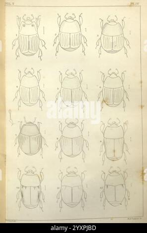 Boston, Journal of Natural History. Boston Society of Natural History., diese Illustration zeigt eine Sammlung von Käferexemplaren, die in einem Gitterformat angeordnet sind. Jeder Käfer wird von oben nach unten dargestellt und zeigt seine unterschiedlichen Formen und Merkmale. Die Exemplare unterscheiden sich in Größe und Design, was unterschiedliche Muster auf ihren Exoskeletten hervorhebt, was auf die Artenvielfalt hinweist. Jeder Käfer ist mit einer Zahl gekennzeichnet, was auf eine systematische Klassifizierung hindeutet. Das Gesamtkonzept vermittelt einen organisierten Ansatz für entomologische Studien, der wahrscheinlich für pädagogische oder wissenschaftliche Zwecke bestimmt ist. Stockfoto