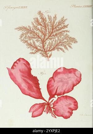 Porte-feuille Instruktif et amusant pour la jeunesse, à Vienne, Chez Antoine Pichler, 1807, Naturgeschichte, juvenile Works, Woods Hole, die Illustration zeigt komplexe botanische Studien, die zwei unterschiedliche Pflanzenformen zeigen. An der Spitze wird ein fein detaillierter Algen mit feinen, verzweigten Wedeln in einem warmen, rötlichen Farbton dargestellt, der seine natürliche Textur und den organischen Fluss betont. Unten zeigt eine lebendige Darstellung einer breitblättrigen Wasserpflanze große, sich überlappende Blätter, die sich an den Kanten elegant kräuseln, ihre satten Farben und Schattierungen deuten auf Tiefe und Bewegung hin. Beide Studien sind akribisch Stockfoto