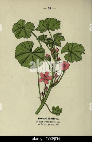 London F. warne 1895 Great Britain Wildflowers Identification Botany Malva pusilla, Eine botanische Illustration mit der Zwergmalve, wissenschaftlich bekannt als Malva rotundifolia. Das Bild zeigt detaillierte Darstellungen seiner runden, sattgrünen Blätter und zarten rosa Blüten. Der Stamm der Pflanze zeigt blühende Blumenhaufen, was die Schönheit dieser Art unterstreicht. Unter der Abbildung sind der Name „Zwergmalve“ und seine wissenschaftliche Klassifizierung in deutlicher Schrift dargestellt, was dem Kunstwerk einen informativen Touch verleiht. Stockfoto