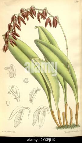 Curtis's Botanical Magazine London, New York Botanical Illustration Botanical Zeitschriften Bildwerke Pflanzen ornamentale Matilda Smith Frauen in der Wissenschaft, eine elegante Darstellung einer blühenden Pflanze mit komplizierten Details ihrer langen Blätter und einer anmutig gewölbten Blütenpracht. Die Blüten, die sich durch tiefe kastanienbraune Blüten auszeichnen, sind in einem zarten Cluster auf einem schlanken Stiel angeordnet und zeigen die Schönheit der Pflanze. Um die Hauptabbildung herum sind kleinere Zeichnungen zu sehen, die verschiedene Stufen der Blüte und zusätzliche botanische Merkmale hervorheben und eine umfassende Untersuchung dieser Aspekte ermöglichen Stockfoto