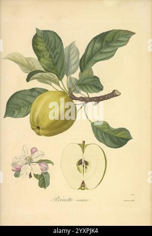 Pomologie francaise, Paris, Langlois et Leclercq, 1846, Arbres fruitiers, Field Guides, Frankreich, Obstbäume, Obstkultur, Obst, Identifizierung, Pflanzen. Eine botanische Illustration mit einem Reifen grünen Apfel, der an einem mit Blättern geschmückten Zweig hängt. Unter dem Hauptbild befindet sich eine detaillierte Darstellung eines geschnittenen Apfels, der seine innere Struktur einschließlich der Samen offenbart. Begleitet wird dies durch eine Illustration einer zarten Blume mit rosa und weißen Blüten, die die natürliche Schönheit des Apfelbaums zeigt. Auf dem Etikett ‚Reinette maine‘ ist die spezifische Apfelsorte hervorzuheben Stockfoto