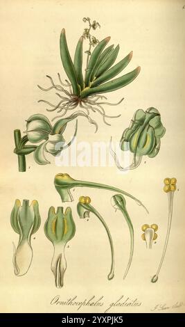 Exotische Flora, Edinburgh, gedruckt für W. Blackwood, 1823-27, 19. Jahrhundert, Botanik, Stiche, exotische Pflanzen, Großbritannien, Kräuter, Bildwerke, Plaatwerke, plantkunde, Pflanzen, Pflanzen kultiviert, Schottland, die Illustration zeigt den Ornithophallus gladiatus, der verschiedene Stufen und Aspekte der Pflanze zeigt. Oben ist die Pflanze mit ihrer einzigartigen Rosette aus Blättern und aufwendig strukturierten Blüten dargestellt. Unten zeigen detaillierte anatomische Skizzen die Besonderheiten der Morphologie der Blüte, einschließlich ihrer Sepalen und Fortpflanzungsteile. Jedes Element wird akribisch gerendert Stockfoto