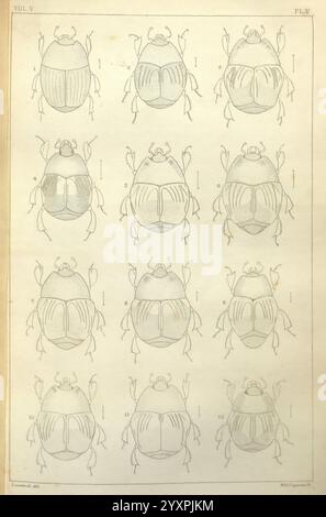 Boston, Journal of Natural History, Boston Society of Natural History. Diese Illustration zeigt eine detaillierte Untersuchung verschiedener Käferarten, die systematisch über ein Gitterformat angeordnet sind. Jede Probe ist mit einer entsprechenden Nummer versehen, die unterschiedliche anatomische Merkmale, einschließlich Veränderungen in Körperform, Größe und Mustern, anzeigt. Die akribische Linienführung hebt die komplizierten Merkmale der Käfer hervor, wie ihre segmentierten Körper, Antennen und Beinstrukturen. Das Layout schlägt eine wissenschaftliche Klassifizierung vor, die typischerweise in entomologischen Studien zu finden ist, und weist darauf hin, dass der Schwerpunkt auf dem liegt Stockfoto