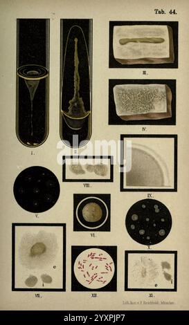 Atlas und Grundlagen der Bakteriologie New York William Wood & Co. 1897 Bakteriatlanten bakteriologische Techniken, die Komposition enthält eine Sammlung von komplizierten Illustrationen, die verschiedene mikroskopische Elemente und Strukturen zeigen. Jedes Segment ist nummeriert und beschriftet, was eine Reihe biologischer Proben darstellt. Die Beobachtungen umfassen einen wirbelnden Wirbel im Mid-Experiment, verlängerte Zellformen und verschiedene Texturen, die verschiedene Mikroorganismen repräsentieren. Unterschiedliche Formen wie Kugeln, Stäbe und größere Zellstrukturen veranschaulichen die Komplexität des Lebens auf mikroskopischer Ebene. Das Arrang Stockfoto