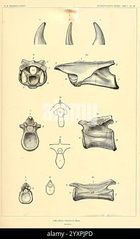 Die Dinosaurier von Nordamerika, Washington, Govt. Print, 1896, Dinosaurier, diese Illustration zeigt eine detaillierte wissenschaftliche Darstellung verschiedener Wirbel einer nicht identifizierten Spezies, die ihre anatomische Struktur zeigt. Die Anordnung umfasst mehrere Ansichten – dorsal, lateral und ventral – von jedem Wirbel, was ein umfassendes Verständnis ihrer Morphologie ermöglicht. Jedes Teil ist zur Identifizierung mit Buchstaben versehen, die bestimmte Merkmale wie Prozesse und Foramina hervorheben. Das Diagramm dient als lehrreiche Referenz, die wahrscheinlich für zoologische oder anatomische Studien bestimmt ist. Stockfoto