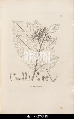 Voyage autour du Monde Paris Chez Pillet aîné 1824?-1844.jpg, eine komplexe botanische Illustration, die ein Pflanzenexemplar zeigt, das sich durch seine großen, detaillierten Blätter und zarten Blüten auszeichnet. Die Abbildung enthält eine Vielzahl kleinerer Zeichnungen unter der Hauptpflanze, die verschiedene Teile der Pflanze, wie Samen, Knospen und Blütenstrukturen, darstellen, die jeweils präzise beschriftet sind. Diese Komposition betont die Komplexität und Schönheit der Pflanzenmorphologie und dient sowohl als pädagogische Referenz als auch als künstlerische Darstellung der Flora. Stockfoto