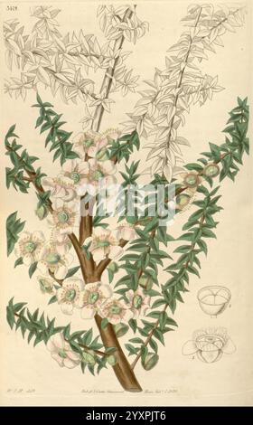 Curtis's Botanical Magazine London New York Botany Periodicals Pictorial Works Curtis Australia Leptospermum Scoparium, diese Illustration zeigt eine detaillierte botanische Darstellung einer blühenden Pflanze. Im Mittelpunkt steht ein Zweig mit zarten Blüten, der von einer Gruppe rosa und weißer Blüten mit komplexen, lebendigen Zentralen gekennzeichnet ist. Die Hauptblüte umgibt üppig grüne Blätter, die eine Mischung aus Blattformen und -Größen aufweisen, die typisch für den natürlichen Lebensraum der Pflanze sind. Im unteren Teil befindet sich eine kleinere Illustration, die die Struktur der Blume umreißt, einschließlich eines Querschnitts, der sich auf die Blume bezieht Stockfoto