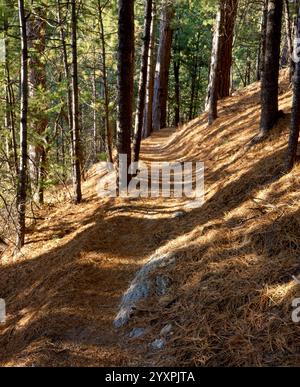 Ein Blick vom Windy Point Rastgebiet entlang des General Hitchcock Highway zum Mt Lemmon in den Santa Catalina Mountains, Tucson, Arizona. Stockfoto