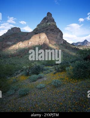 Montezuma's Head und mexikanischer Goldmohn im Orgelpfeife Cactus National Monument, Arizona. Stockfoto