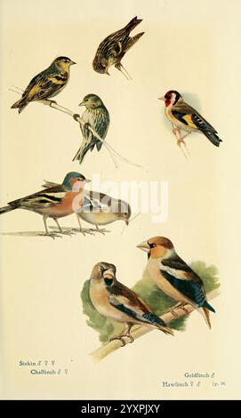 Britische Vögel in ihren Haunts London, Dutton [1922]. Grossbritannien Vögel carduelis carduelis Fringilla coelebs Chaffinch Europäischer Goldfink Coccothraustes coccothraustes Carduelis spinus Eurasian siskin Hawfinch, Eine Sammlung von elegant illustrierten Vögeln, die eine Vielzahl von Arten auf Ästen und in natürlichen Posen zeigen. Die Szene zeigt bemerkenswerte Vögel wie Siskin, Chaffinch, Goldfinch und Hawfinch, die jeweils mit detaillierten Gefieder-Mustern und Farben gerendert sind. Die Komposition unterstreicht die Vielfalt dieser Vogelkreaturen und erfasst ihre einzigartigen Eigenschaften und Ausdrucksformen Stockfoto