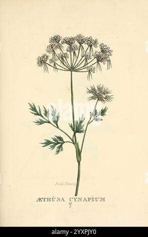 Elemente der Wissenschaft der Botanik, London, gedruckt von T. Bensley für J. Murray, 1812, Plants, Classification, Pictorial Works, eine botanische Illustration von Æthusa cynapium, allgemein bekannt als NarrenPetersilie. Die Pflanze weist zarte, farnartige Blätter auf, die fein geteilt sind und ihr ein spitzenförmiges Aussehen verleihen. Der Stiel ist schlank und aufrecht, gekrönt von einer Gruppe kleiner, weißer Blüten, die in Regenschirmform angeordnet sind. Jede Blüte hat winzige Blütenblätter, und die Gesamtkomposition zeigt die komplizierten Details der Struktur der Pflanze. Unter der Abbildung befindet sich der Name „Æthusa cynapium“ Stockfoto