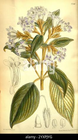 Curtis's Botanical Magazine London New York Botanical Illustration Botanical Zeitschriften Bildwerke Pflanzen ornamental Curtis, Eine botanische Illustration mit einer blühenden Pflanze mit Haufen von zarten lila und weißen Blüten auf langen, schlanken Stielen. Das Laub besteht aus großen, strukturierten grünen Blättern, die markante Adern aufweisen. Neben der Hauptabbildung befinden sich weitere detaillierte Zeichnungen der Blütenstruktur und der Früchte der Pflanze, die verschiedene Perspektiven zeigen, darunter eine Nahaufnahme der inneren Merkmale der Blüte und eine Darstellung der bauchigen Basis. Die Gesamtzusammensetzung ist hoch Stockfoto