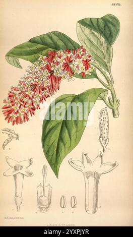 Curtis botanisches Magazin London New York botanische Illustration Botanik Zeitschriften Bildwerke Pflanzen ornamental Curtis syringa komarowii syringa reflexa taxonomy family= Oleaceae Central China Matilda Smith Frauen in der Wissenschaft zeigt diese Illustration eine lebendige Blütengruppe mit kleinen, sternförmigen Blüten in Rot und weiß, eingebettet in breite, glänzende grüne Blätter. Das Blumenarrangement zeigt komplizierte Details, einschließlich der Anordnung von Blütenblättern und Stempel. Um die Hauptblumendarstellung herum gibt es zusätzliche Skizzen, die verschiedene Aspekte des Th hervorheben Stockfoto