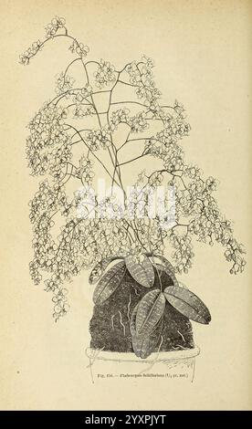 Les orchidées, Paris, J. Rothschild, 1880, Europa, Orchideen, Orchideenkultur, Phalaenopsis schilleriana, eine detailreiche Darstellung einer blühenden Pflanze mit zarten, kaskadierenden Blüten und breiten, ovalen Blättern. Die Pflanze wächst aus einer strukturierten Basis, die einen Topf oder ein natürliches Substrat darstellen kann. Jede Blüte ist aufwendig gerendert und zeigt ihre einzigartige Form und Anordnung, während die Blätter ein glänzendes Aussehen zeigen, das ihre Gesundheit und Vitalität betont. Die Gesamtkomposition unterstreicht die Eleganz der Pflanze und lenkt die Aufmerksamkeit auf ihre natürliche Schönheit und Komplexität Stockfoto