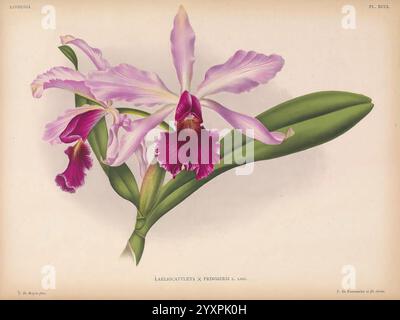 Lindenia Gand [Belgien], Impr. F. Meyer-van Loo, 1885-1906. Klassifizierung, Reiseführer, Identifizierung, Nomenklatur, Nomenklatur, populär, Orchidaceae, Orchideen, Bildwerke, Terminologie, Blumen, Stiele, Blätter, die Illustration zeigt eine elegante Orchidee mit zarten, gerafften Blütenblättern in sanften Lavendeltönen und tiefem Violett. Die markanten Blüten werden durch satte, samtige Markierungen in der Mitte ergänzt, die den Gesamtgeschmack verstärken. Die üppigen, grünen Blätter bilden eine lebendige Kulisse, die die florale Schönheit unterstreicht. Die detaillierte Darstellung zeigt die komplizierten Texturen und Konturen des Stockfoto