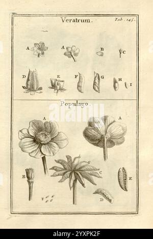 Joseph Pitton de Tournefort, Institutiones rei herbariae, Parisiis, E Typographia Regia, 1700-[1703], Botanik, prälinneanische Werke. diese Illustration zeigt detaillierte botanische Studien von zwei Pflanzen: „Veratrum“ und „Populago“. Jede Anlage ist mit Buchstaben gekennzeichnet, die bestimmten Teilen oder Varianten entsprechen. Stockfoto