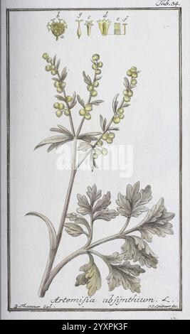 Icones plantarum medicinalium, Nürnberg, auf Kosten der Raspischen Buchhandlung, 1779-1790. Botanisches, medizinisches, bildliches Werk, dargestellt ist eine botanische Illustration der Pflanze Artemisia absinthium, allgemein bekannt als Absinth Wermut. Die Abbildung zeigt die charakteristischen gezackten Blätter der Pflanze, die fein geteilt und gefiedert sind. Über der Hauptzeichnung werden verschiedene detaillierte Ansichten der Pflanzenstruktur dargestellt, darunter Blütenköpfe und Samenformen. Die Gesamtkomposition betont die komplizierten Details der Blätter und die zarte Anordnung von kleinem Gelb Stockfoto