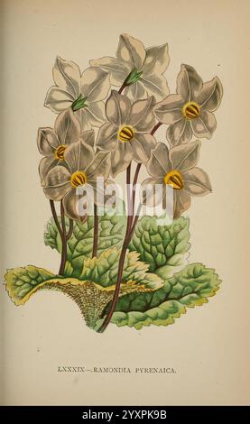 Die Flora der Alpen, London, J. C. Nimmo, 1896-1900. Alpen, Flora, Bergpflanzen, Pflanzen, Schweiz, eine Gruppe von zarten Blüten mit hellen Blütenblättern und markanten gelben Antheren ist abgebildet. Diese Blüten, die sich durch ihre sternförmige Form auszeichnen, wachsen aus einem üppigen, strukturierten grünen Blatt, das das Arrangement umrahmt. Die Blüten sind in einem naturalistischen Stil dargestellt und betonen ihre anmutige Form und die organische Verbindung zum Blattstiel. Die Gesamtkomposition fängt die Schönheit dieser spezifischen Blumenart ein und betont sowohl die Komplexität der Blüten als auch den Reichtum ihres Laubs. Stockfoto