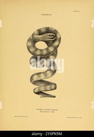 Die Schlangen Australiens Sydney, T. Richards, Government Printer, 1869, Australien, Schlangen, Hoplocephalus curtus, Australien, Harriet Scott, Braunbändige Schlange, Harriet Scott, Taxonomie: suborde r= Serpentes, Frauen in der Wissenschaft, Welttag der Schlange, Notechis scutatus, Notechis scutatus, braune Schlange, Herpetologie, australische Tigerschlange, Harriet Morgan, Harriet Scott Morgan, 9, zeigt diese Abbildung eine detaillierte Darstellung einer braunen Schlange, wissenschaftlich bekannt als Bothrops asper. Die Schlange ist elegant gewickelt und zeigt markante Muster entlang ihrer Skalen, die ihre Charakteristika hervorheben Stockfoto