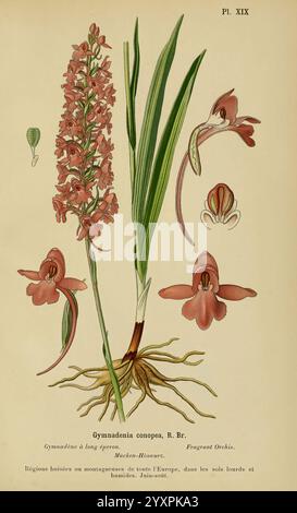 Album des orchidées de l'Europe centrale et septentrionale Genève, Librairie Georg, 1899. Europa, Orchidaceae The New York Botanical Garden Pictorial Works Gymnadenia conopsea, diese Illustration zeigt Gymnadenia conopsea, allgemein bekannt als die duftende Orchidee. Das Kunstwerk fängt die komplizierte Struktur der Pflanze ein und hebt die langen grünen Blätter hervor, die aus der Basis herausragen, zusammen mit detaillierten Darstellungen ihrer zarten rosa-violetten Blüten. Die Blüten werden in verschiedenen Stufen gezeigt und zeigen ihre einzigartige Form und die Anordnung der Blütenblätter. In der oberen linken Ecke, eine einzelne Blume Bu Stockfoto