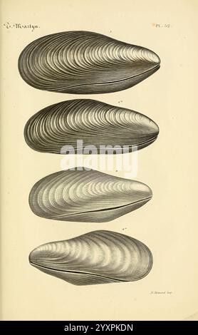 Le conchyliologiste universel, ou, figures des coquilles jusqu'à présent inconnues recueillies en divers voyages a la mer du sud depuis l'année 1764, Paris, A. Franck, libraire-éditeur, 1845, Mollusken, Bildwerke, die Illustration zeigt eine Reihe von vier detaillierten Darstellungen von Meeresbiventilen, die ihre langgestreckten, asymmetrischen Muscheln zeigen. Jede Darstellung hebt die glatten Konturen und die charakteristischen Rippenmuster der Schalen hervor und zeigt Variationen in Größe und Form. Die akribische Linienarbeit betont die elegante Krümmung und die mehrschichtige Textur und lädt zur Wertschätzung ein Stockfoto