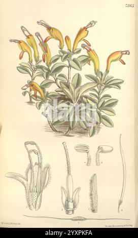 Curtis's Botanical Magazine London New York Botanical Illustration Botany Periodicals Pictorial Works Plants Ornamental Matilda Smith Aeschynanthus Hildebrandii Women in Science zeigt die Illustration eine blühende Pflanze, die sich durch längliche, röhrengelbe Blüten auszeichnet, die aus leuchtend grünen Blättern hervorgehen. Die Gesamtstruktur der Pflanze wirkt buschig und zeigt mehrere Stämme und Blütengruppen. Unter der Hauptpflanze zeigen detaillierte Diagramme verschiedene botanische Merkmale, darunter eine Nahaufnahme der Blüten, einen Querschnitt des Stängels und komplizierte Darstellungen der Pflanzendarstellung Stockfoto