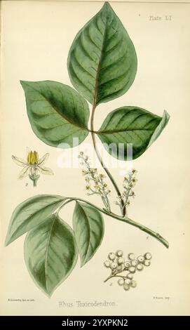 The Flora Homoeopathica, London, Leath & Ross, 1852-1853, Botanik, Homöopathie, Bildwerke, Toxicodendron vernix, Botanik medizinisch, Materia medica Gemüse, materia medica und Therapeutika, diese Illustration zeigt die Pflanze Rhus toxicodendron, allgemein bekannt als Gifteif. Die Komposition zeigt eine detaillierte Darstellung der Blätter der Pflanze, die aus drei Flugblättern bestehen, eine charakteristische Eigenschaft von Giftelfeu. Auch einzelne Blüten und Beerenhaufen sind dargestellt, die die Fortpflanzungseigenschaften der Pflanze demonstrieren. Die Anordnung hebt die glatte, glänzende Textur von hervor Stockfoto