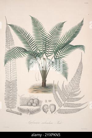 Florae Columbiae, Berolini, apud Ferdinandi Duemmleri Successores, 1858-69, Pflanzen, Kolumbien, Chromolithographien, Graphic Media, 1858-69, Eine detaillierte botanische Illustration mit einem markanten Farn in der Mitte, die seine zarten Wedel und die komplizierte Blattstruktur zeigt. Um den Farn herum befinden sich weitere Darstellungen verschiedener Farnblattmuster, einschließlich einer detaillierten Darstellung eines Querschnitts. Die Zusammensetzung umfasst auch kleine botanische Elemente wie Samen und andere Pflanzenteile, was die Vielfalt und Komplexität dieser Art unterstreicht. Die sorgfältige Liebe zum Detail ist hochgradig Stockfoto