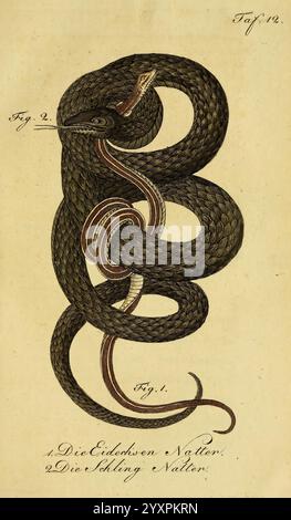 Herr de la Cepede's Naturgeschichte der Amphibien, oder der einlegenden vierfussigen Thiere und der Schlangen, Weimar, Verlage des Industrie-Comptoir's, 1800-1802. Amphibien, Reptilien, die Illustration zeigt eine detaillierte Darstellung einer Schlange, die sich durch ihren langgestreckten, gewundenen Körper und ihre komplizierten Skalen auszeichnet. Die Schlange wird in dynamischer Haltung gezeigt, mit leicht gehobenem Kopf, was auf Wachheit hindeutet. Zwei Figuren sind beschriftet, die verschiedene Aspekte oder Arten anzeigen, mit Anmerkungen, die die Eigenschaften der Schlange beschreiben. Das Kunstwerk unterstreicht die Liebe des Künstlers zum Detail, insbesondere in Stockfoto