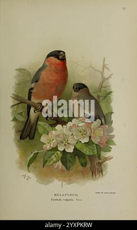 Farbige Figuren der Vögel der Britischen Inseln, herausgegeben von Lord Lilford. London, R. H. Porter, 1885-1897, Eurasian Bullfinch, Pyrrhula pyrrhula, Birds, Großbritannien, Pictorial Works, Museum of Comparative Zoology, Archibald Thorburn, Pyrrhula vulgaris, Eurasischer Bullfinch, Ornithologie, auf einem Zweig, der mit zarten Apfelblüten geschmückt ist, steht ein Paar Stierkinken. Das kräftige männliche, mit auffälligem Rot- und Schwarzgefieder, steht links deutlich sichtbar, während das gedämpftere Weibchen mit weicheren Grautönen rechts besetzt. Ihre ruhigen Posen spiegeln einen Moment von tran wider Stockfoto