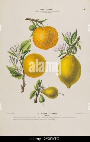 Flore d'Amérique, Paris, Gihaut 1843-1846, Amerika, Bildwerke, Pflanzen, Eine botanische Illustration mit einer Reihe von Zitrusfrüchten, einschließlich einer runden, strukturierten Orange, glatten Zitronen und einer birnenartigen Frucht, die alle auf Blattzweigen mit zarten weißen Blüten gesetzt sind. Unter den leuchtenden Früchten ist der Titel „Les Oranges et Citrons“ elegant zu sehen, begleitet von detaillierten Anmerkungen, die die Sorten beschreiben. Die Komposition hebt die natürliche Schönheit und die komplizierten Details der Früchte und des Laubs hervor und zeigt ihre eleganten Formen und Farben. Stockfoto