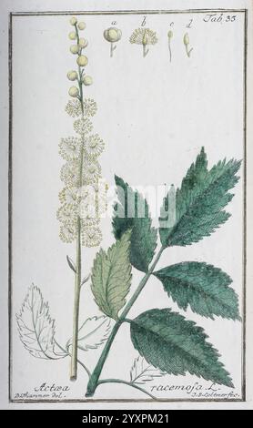 Icones Plantarum Medicinalium, Nürnberg, auf Kosten der Raspischen Buchhandlung, 1779-1790, Botanik, Medizin, Bildwerke, die Illustration zeigt die Actaea racemosa Pflanze, die allgemein als schwarzer Kohl bekannt ist. Oben werden detaillierte Darstellungen seiner Blumen präsentiert, die die zarten Blütenbündel zeigen, die auf schlanken Stielen auftauchen. Die Blumenarrangements sind mit Buchstaben versehen, die verschiedene Pflanzenteile kennzeichnen. Unten ist ein markantes Blatt abgebildet, das seine zerklüfteten Kanten und die gelappte Struktur hervorhebt und das einzigartige Laub der Pflanze vermittelt. Das Gesamtdesign betont Stockfoto