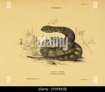 The Snakes of Australia Sydney, T. Richards, Government Printer, 1869, Australien, Identifizierung, Schlangen, Acanthophis antarcticus, Acanthophis antarcticus, Death Adder, Australien, Helena Ford, WYL, Helena Ford, Taxonomy: suborde r= Serpentes, Women in Science, World Snake Day, Acanthophis antarcticus, Death Adder, Herpetologie, Helena Scott Forde, Helena Scott, eine komplizierte Illustration, die eine Schlange darstellt, die sich anmutig zwischen Schilf und Gräsern gewickelt hat. Die Schlange verfügt über detaillierte Skalen entlang ihres Körpers, die das Können des Künstlers bei der Erfassung von Textur und Form zum Ausdruck bringen. Sein Kopf ist leicht gedreht, reve Stockfoto