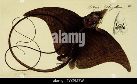 M. E. Blochii Systema ichthyologiae iconibus CX illustratum v.2 Berolini, Sumtibus auctoris impressum et Bibliopolio Sanderiano commissum, 1801. Fische Ichthyologie Rajaflagellum Aetobatusflagellum Eagleray Strahlenstrahlen Johannfriedrichhennig Arthropod Langheaded Eagleray, diese Abbildung zeigt einen großen, anmutigen Schwimmstrahl, der sich durch seinen breiten, flachen Körper und die langen, fließenden Flossen, die Flügeln ähneln, auszeichnet. Der Strahl wird aus einer Top-down-Perspektive gezeigt und zeigt seine komplizierten Muster und Texturen. An seinem Körper sind lange, schlanke Schwänze angebracht, die elegant dahinter liegen. Im oberen Bereich Stockfoto