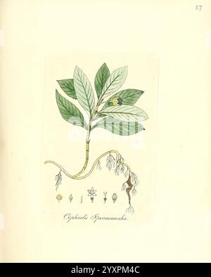 Flora medica, oder, Abbildung der wichtigsten officinellen Pflanzen Jena, August Schmid, 1831 [d. h. 1829-1831], Medicinal Plants, The New York Botanical Garden, Bildwerke, diese Illustration zeigt eine detaillierte Darstellung einer Pflanze mit ihren leuchtend grünen Blättern, einer zarten Blume und den Wurzeln. Die Struktur der Pflanze unterstreicht die Anordnung der Blätter entlang des Stängels und die markanten Merkmale der Blüte, die deutlich hervortritt. Unter der Pflanze werden verschiedene Darstellungen ihrer Früchte oder Samen sowie verschiedene Entwicklungsstadien dargestellt. Das Etikett am Stockfoto