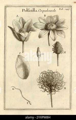 Joseph Pitton de Tournefort Institutiones rei herbariae Parisiis, E Typographia Regia, 1700-[1703] Botanik prälinneanische Werke, diese Illustration zeigt eine botanische Studie der Pulsatilla Coquelourde, auch bekannt als die Anemone patens. Die Anordnung zeigt mehrere mit A bis H gekennzeichnete Bauteile Stockfoto