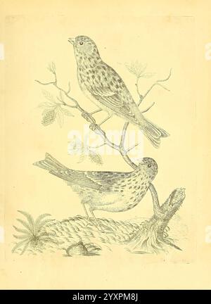 Harmonia Ruralis, oder ein Essay Towards a Natural History of British Song Birds, London, gedruckt und verkauft vom Autor 1794-1796, Birds, England, Nester, Pictorial Works, zwei kleine Vögel sind auf einem Ast dargestellt, die ihre schlanken Körper und ihre markanten Markierungen zeigen. Ihre Federn weisen eine Mischung aus subtilen Mustern und Texturen auf, während ihre aufmerksamen Ausdrücke auf eine lebendige Präsenz hinweisen. Der Zweig ist mit zarten Blättern verziert, die der Szene einen Hauch von Natur verleihen. Unten deutet eine strukturierte Oberfläche auf ihren natürlichen Lebensraum hin, wobei zusätzliches Laub die Komposition umrahmt und einen SENSE hervorruft Stockfoto