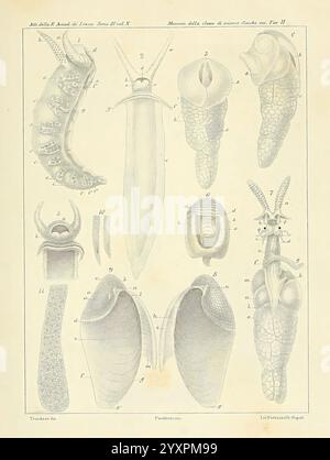 Æolididae, Familien, Hafen, Genua, Bologna, Tipi, Gamberini, Parmeggiani, 1877-1881, Italien, Genua, Mollusken, Olividae, Eine Sammlung aufwändig detaillierter Illustrationen, die verschiedene Meeresbewohner und ihre anatomischen Strukturen darstellen. Die Zeichnungen zeigen verschiedene Formen, darunter langgezogene Körper, schalenartige Strukturen und markante Anhängungen, die die Komplexität ihrer Konstruktion verdeutlichen. Jede Zahl ist nummeriert und beschriftet, um verschiedene Teile zu kennzeichnen, was die wissenschaftliche Untersuchung dieser Organismen unterstreicht. Die Abbildungen spiegeln eine Mischung aus künstlerischer Präzision und biologischer Dokumentation wider. Stockfoto